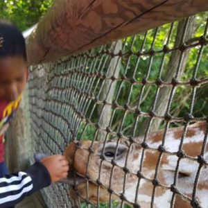 Zoo-banner